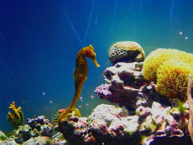 寺泊水族博物館 水生生物探索会「タツノオトシゴを見つけよう」｜長岡