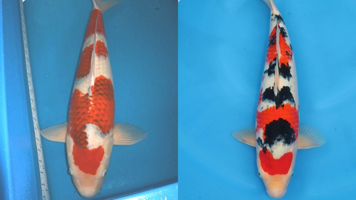 玉サバ 新潟、長岡山古志セレクト20cm