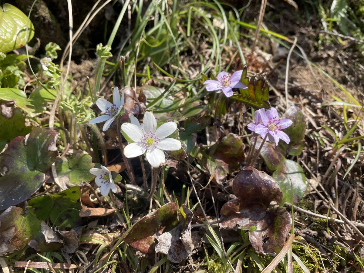 ユキ@フォロワー割/コメント割 01/02-01/05💭｜🔪🔪🔪