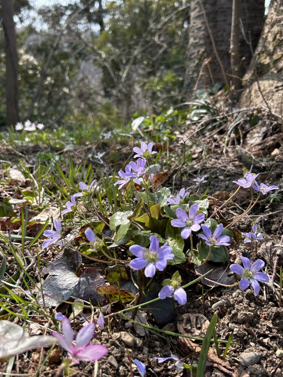 雪割草開花状況「大崎雪割草の里」｜長岡の観光スポット｜【公式】長岡