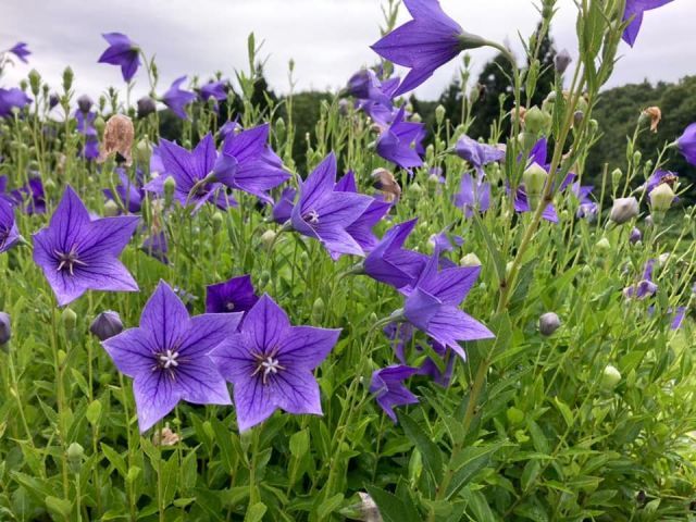 【国営越後丘陵公園】夏に開花する秋の七草キキョウが開花しています!