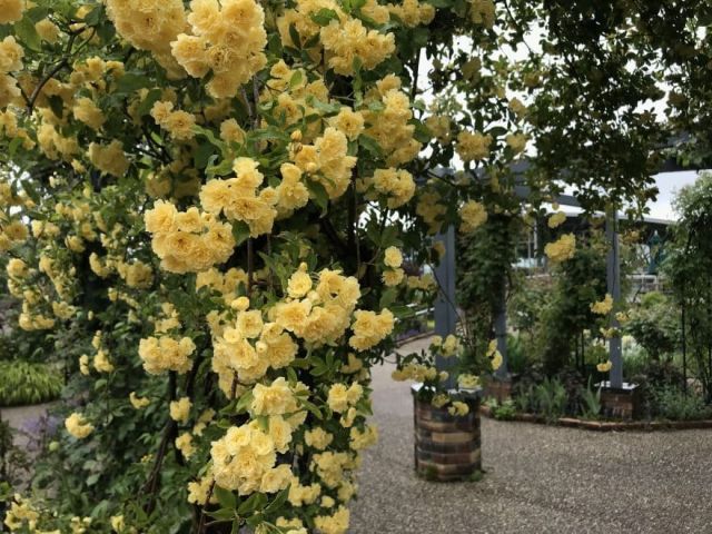 【国営越後丘陵公園】香りのばら園『モッコウバラ』が開花しました