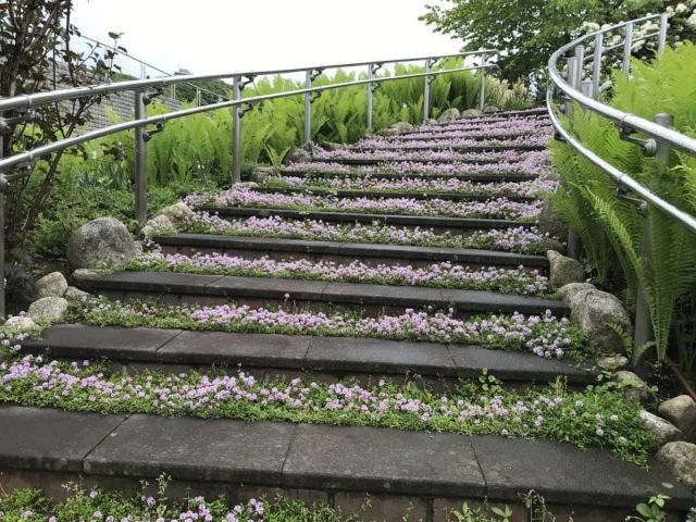【国営越後丘陵公園】香りのばら園『モッコウバラ』が開花しました