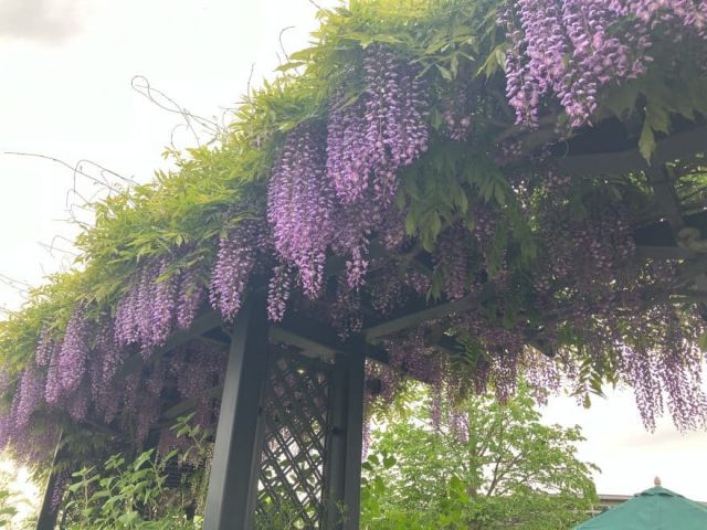【国営越後丘陵公園】香りのばら園『モッコウバラ』が開花しました