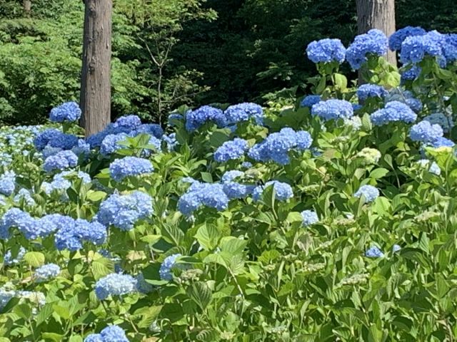 【国営越後丘陵公園】あじさいが見頃を迎えました！