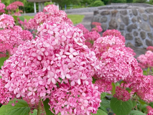 国営越後丘陵公園 純白のアジサイ アナベル が園が見頃を迎えています お知らせ 公式 長岡観光ナビ 新潟県長岡市の観光 旅行サイト 国営越後丘陵公園 純白のアジサイ アナベル が園が見頃を迎えています お知らせ 公式 長岡観光ナビ 新潟県長岡市の観光 旅行サイト