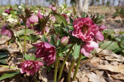 【国営越後丘陵公園】春の陽気で開花が進み、早春のお花達が見頃です！(雪割草・カタクリ等）