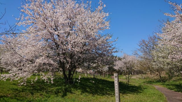 「寺泊日本海夕日の森 桜並木」ページが更新されました