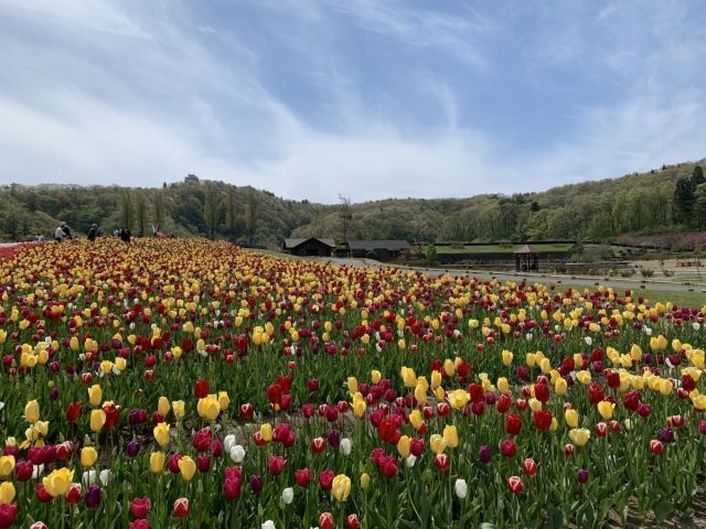 【国営越後丘陵公園】ゴールデンウイーク期間中の混雑時の開園時間及びチューリップの開花状況について