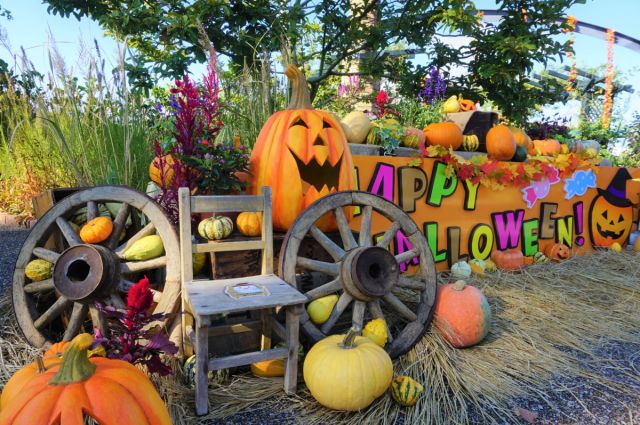【国営越後丘陵公園】ハッピーハロウイン開催!