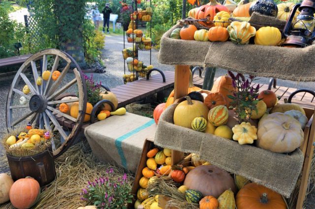 【国営越後丘陵公園】ハッピーハロウイン開催!