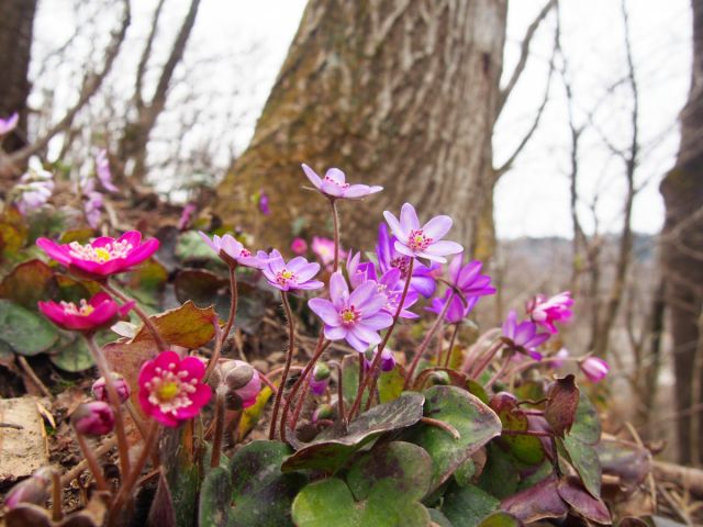 【えちご雪割草街道スタンプラリー】今年も始まります!(3月2日(土)から)