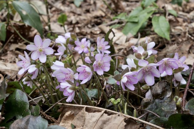 【えちご雪割草街道スタンプラリー】今年も始まります!(3月2日(土)から)