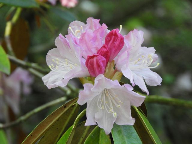 【国営越後丘陵公園】花木の女王「シャクナゲ」の展示スタートします!