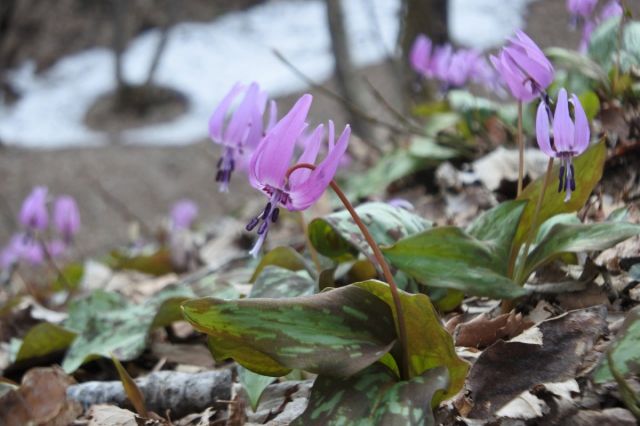 【国営越後丘陵公園】春の訪れを告げる花「カタクリ」が見頃を迎えました！