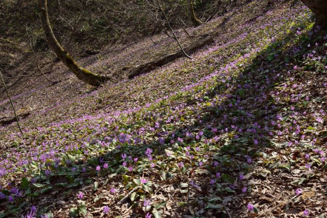 【国営越後丘陵公園】春の訪れを告げる花「カタクリ」が見頃を迎えました！