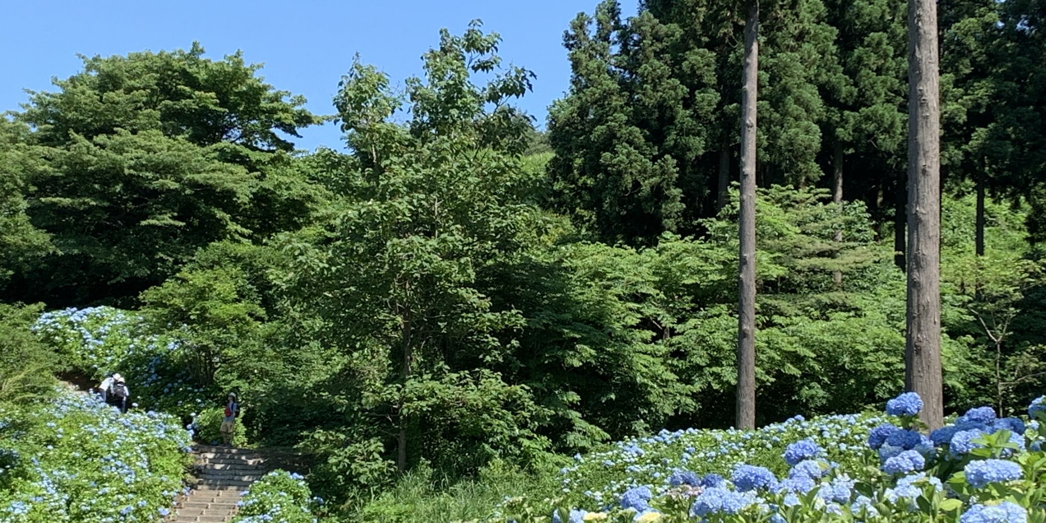 国営越後丘陵公園「あじさいまつり」