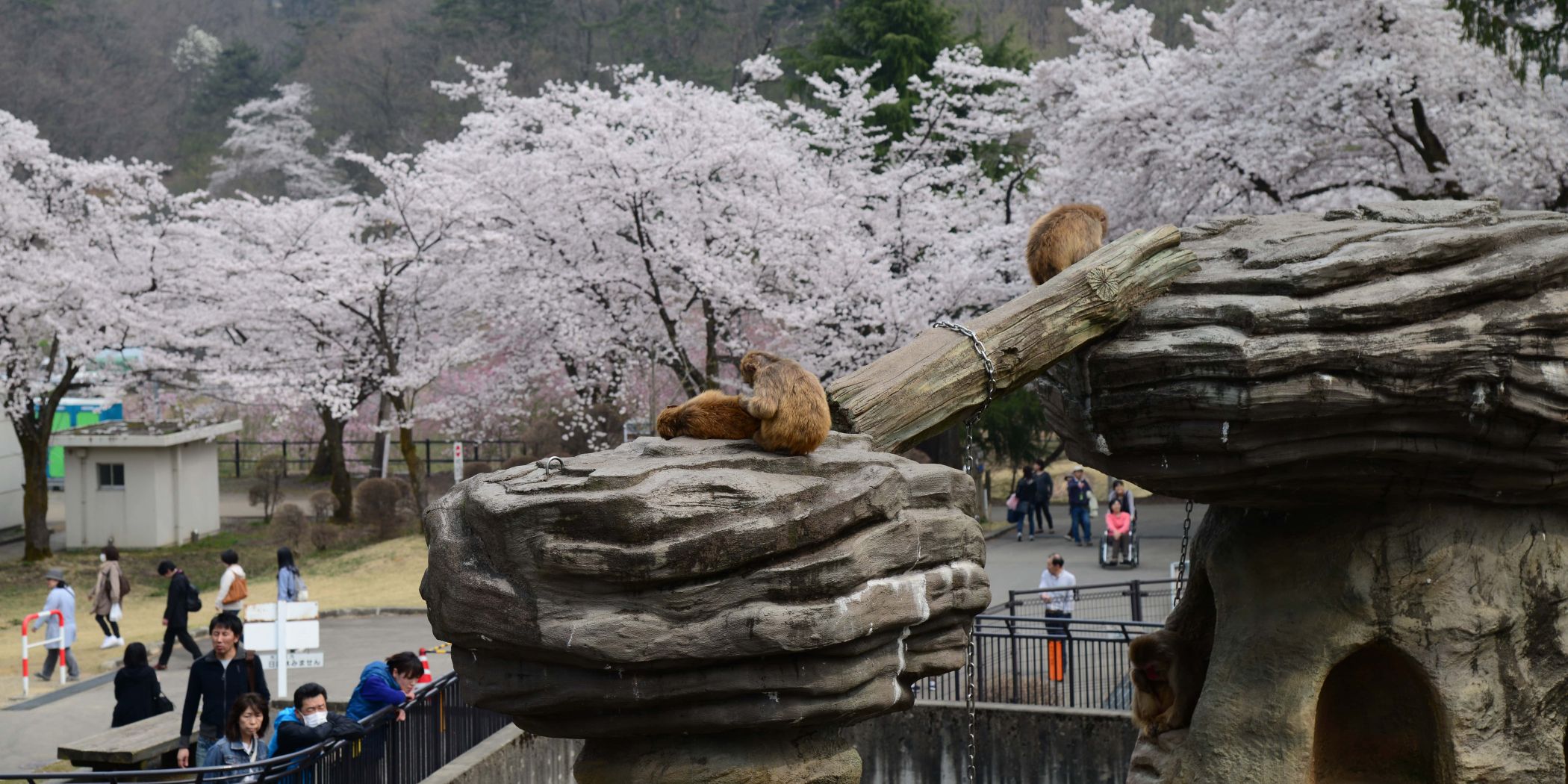 悠久山桜まつり
