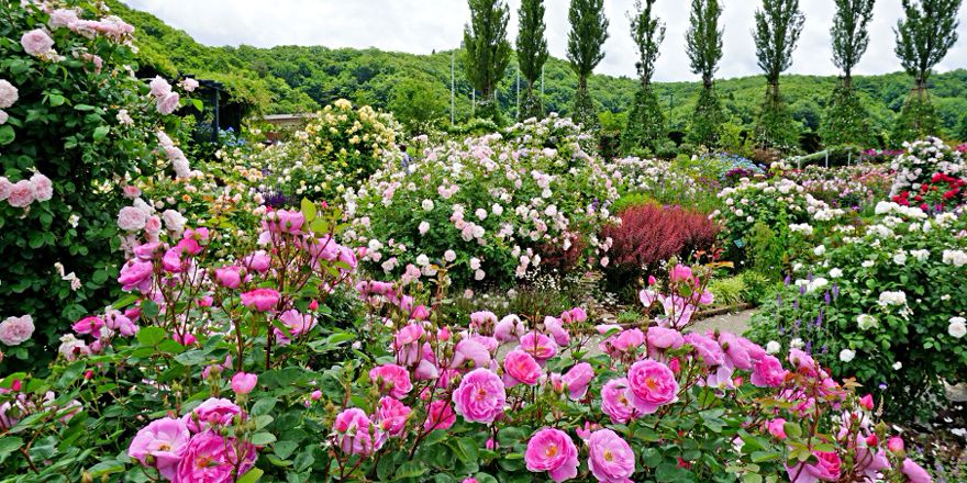 国営越後丘陵公園