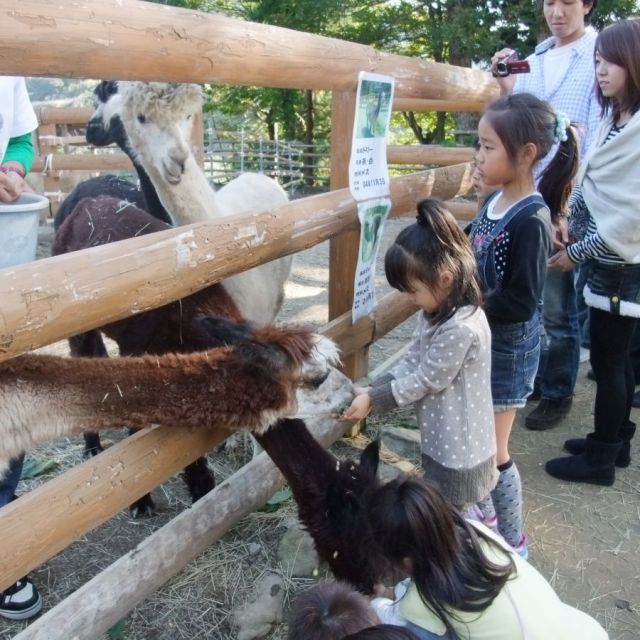 山古志アルパカ牧場