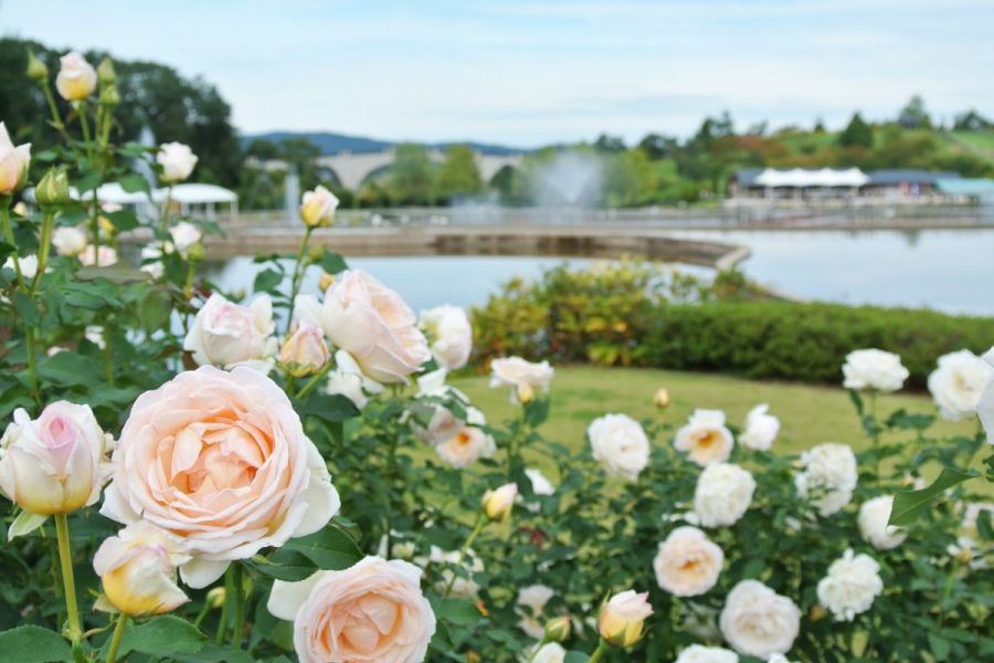 国営越後丘陵公園「香りのばらまつり・秋」