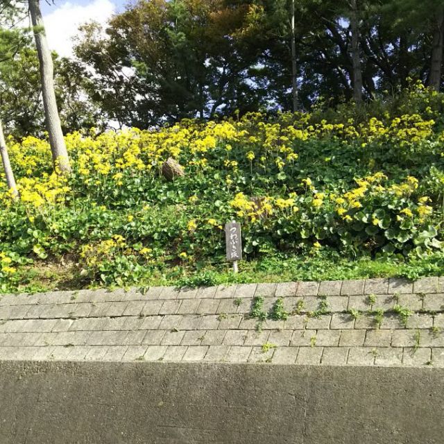 寺泊つわぶき祭