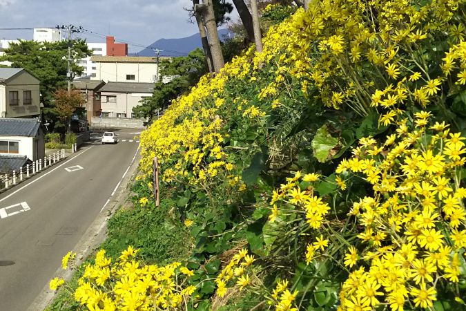 太陽の光に映えるつわぶき