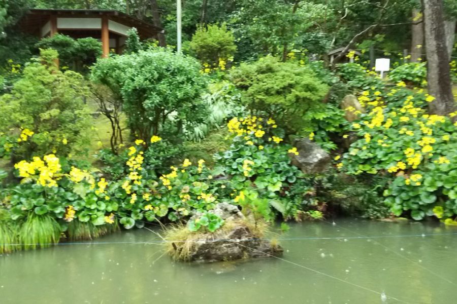 雨に映えるつわぶき