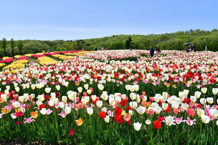 国営越後丘陵公園 チューリップまつり 長岡のイベント 公式 長岡観光ナビ 新潟県長岡市の観光 旅行サイト