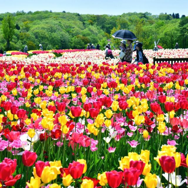 国営越後丘陵公園「チューリップまつり 」