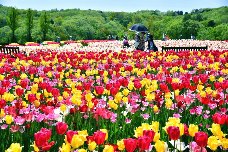 国営越後丘陵公園 チューリップまつり 5月1日 土曜日 5月5日 水曜日 8時30分開園 長岡のイベント 公式 長岡観光ナビ 新潟県長岡市の観光 旅行サイト