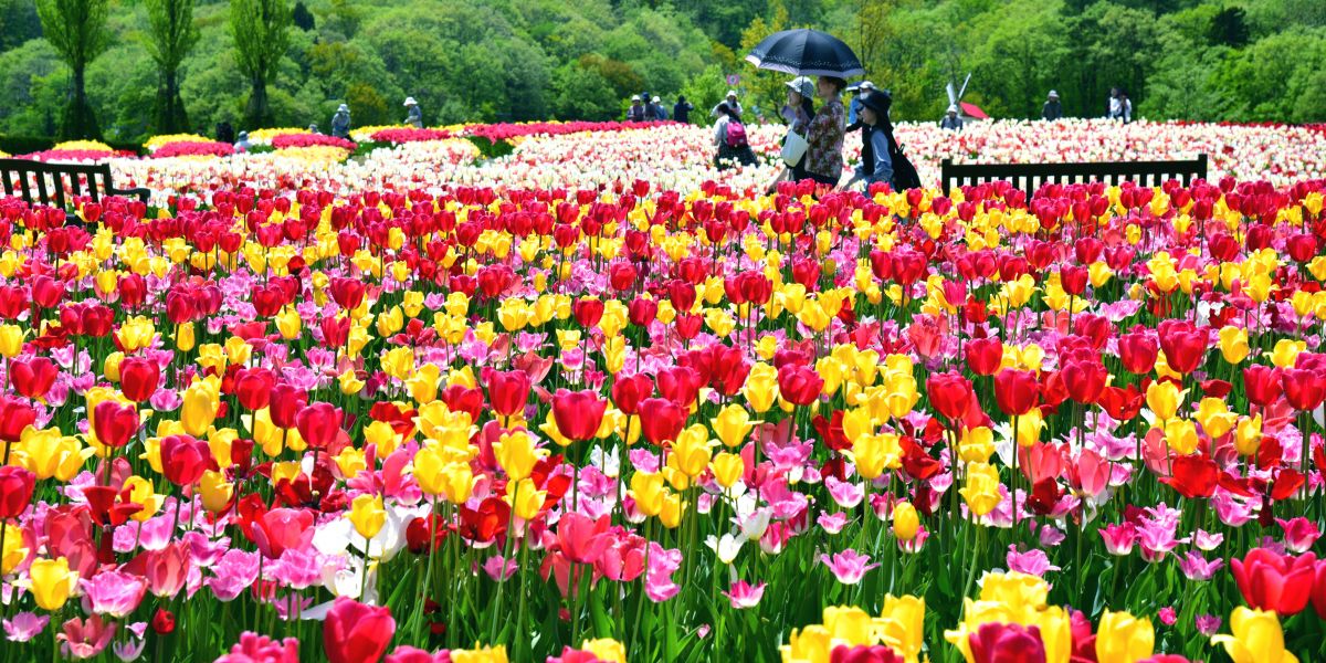 国営越後丘陵公園 チューリップまつり 5月1日 土曜日 5月5日 水曜日 8時30分開園 長岡のイベント 公式 長岡観光ナビ 新潟県長岡市 の観光 旅行サイト