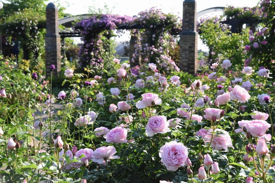 国営越後丘陵公園 香りのばらまつり 秋 長岡のイベント 公式 長岡観光ナビ 新潟県長岡市の観光 旅行サイト