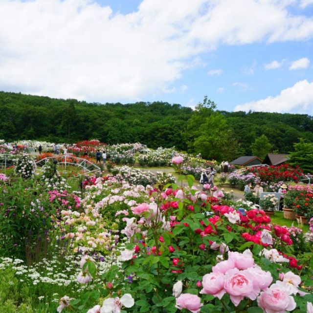 国営越後丘陵公園