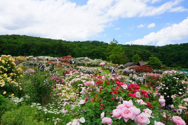 国営越後丘陵公園