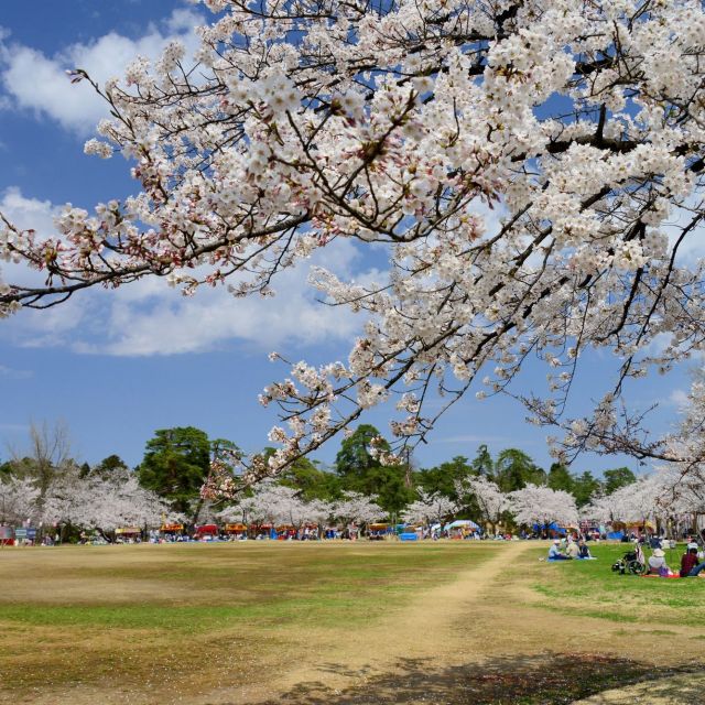 悠久山桜まつり