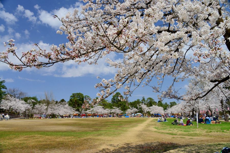 悠久山桜まつり