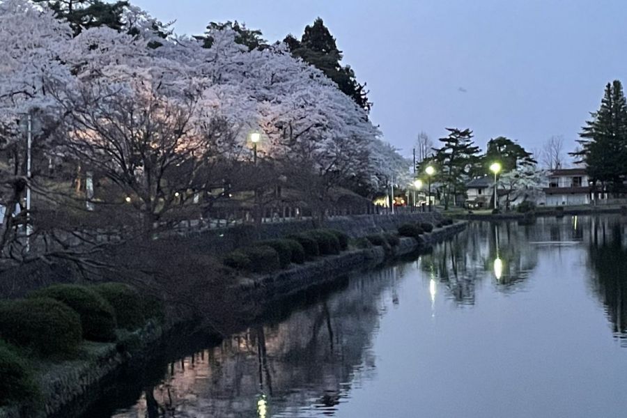 悠久山桜まつり 長岡のイベント 公式 長岡観光ナビ 新潟県長岡市の観光 旅行サイト