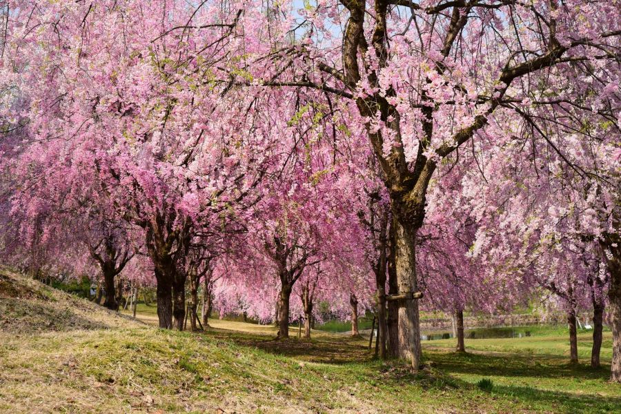 悠久山桜まつり 長岡のイベント 公式 長岡観光ナビ 新潟県長岡市の観光 旅行サイト