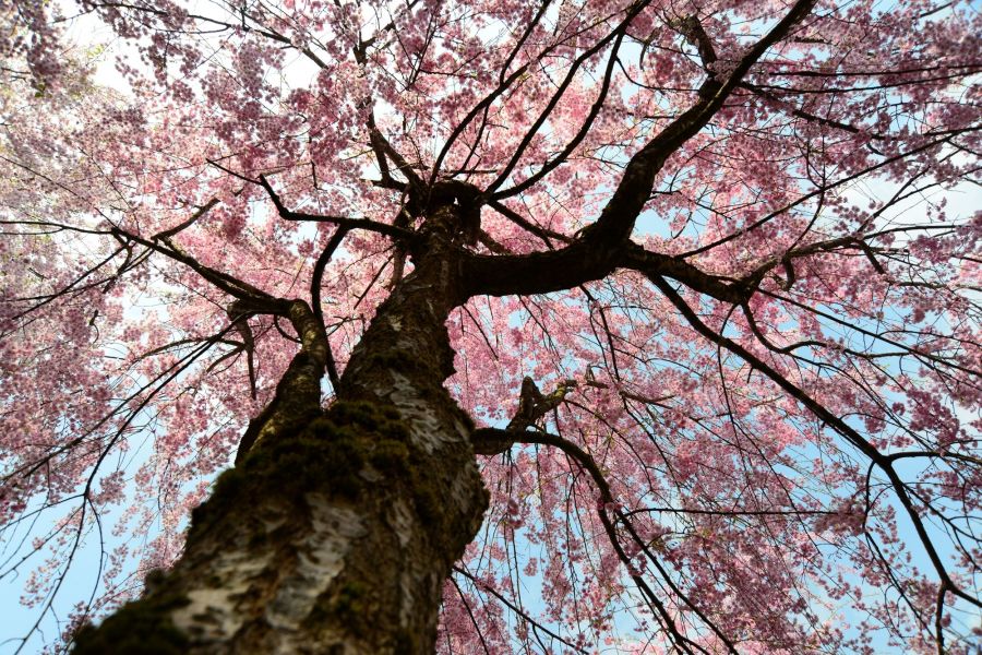 しだれ桜