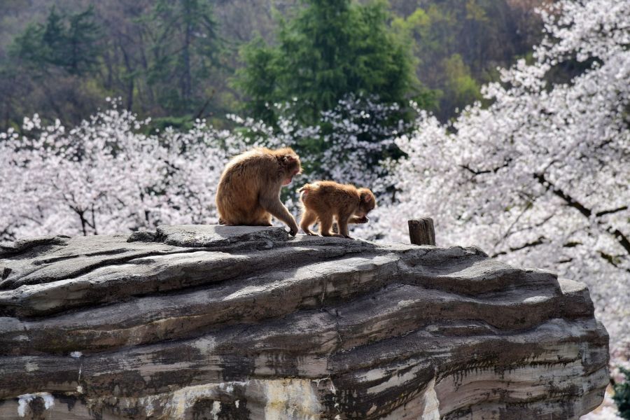 さる山