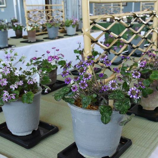 国営越後丘陵公園「雪割草まつり」