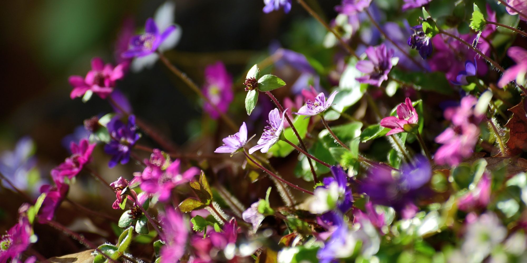 えちご雪割草街道スタンプラリー2026