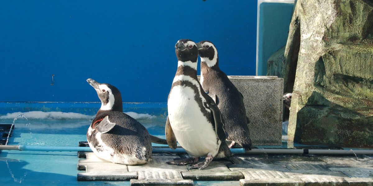 寺泊水族博物館