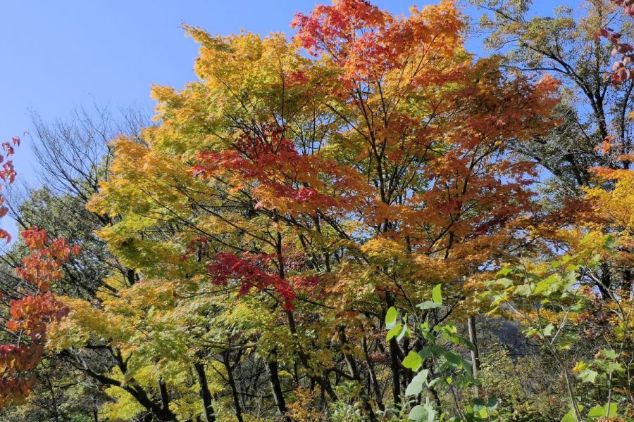 雪国植物園紅葉