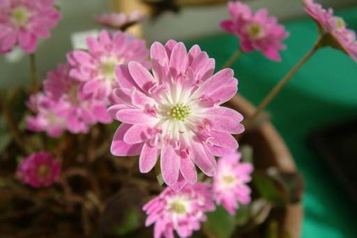 国営越後丘陵公園「春の妖精『雪割草』を植えよう！」