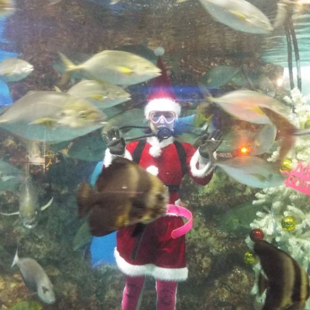 寺泊水族博物館クリスマス企画「サンタダイバーの餌付けショー」