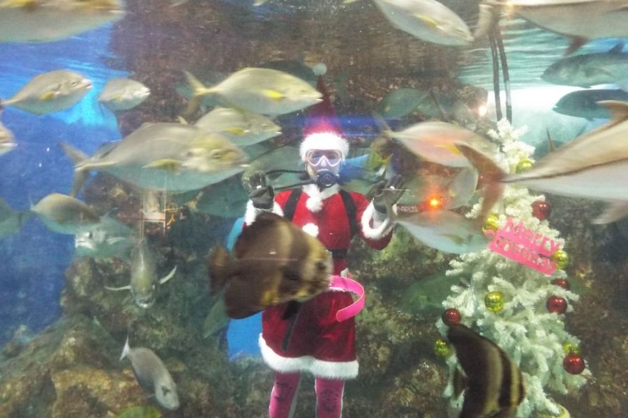 寺泊水族博物館クリスマス企画「サンタダイバーの餌付けショー」