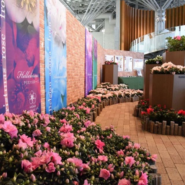 国営越後丘陵公園「早春フラワーフェスティバル」