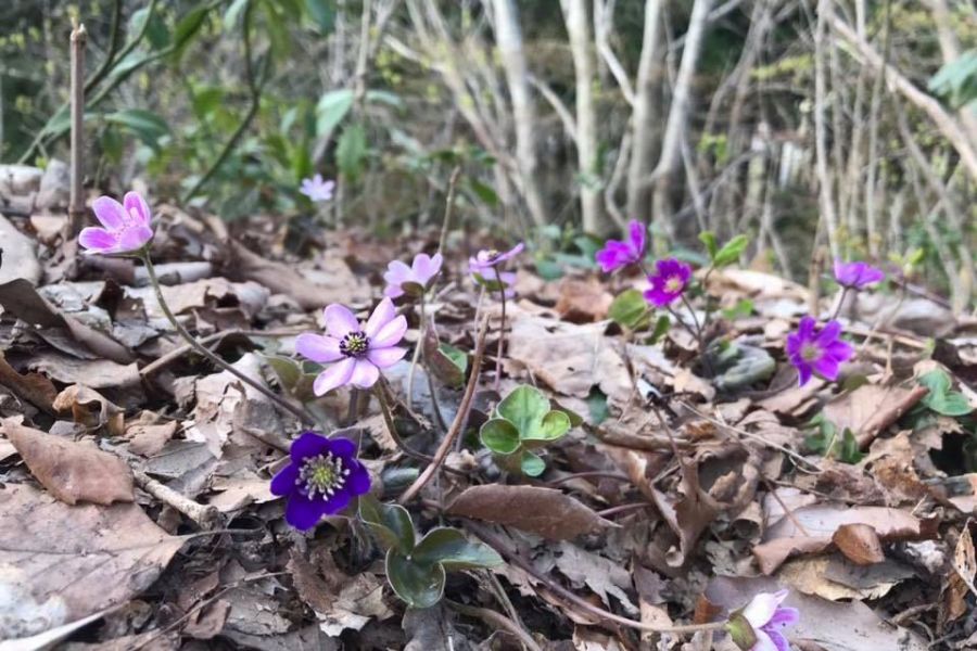 屋外群生地